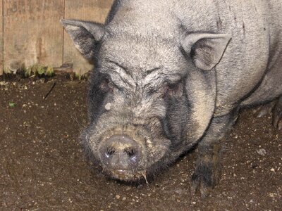 Nature happy pig pigsty photo