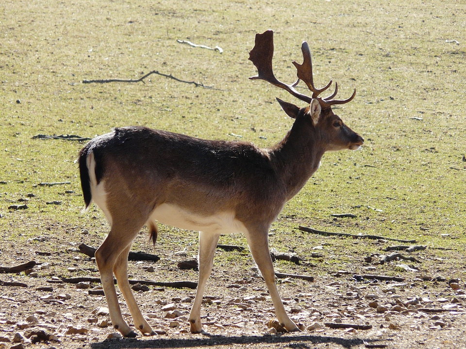 Wild animal world roe deer