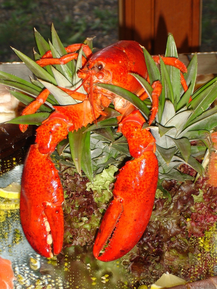 Sea animal eat food