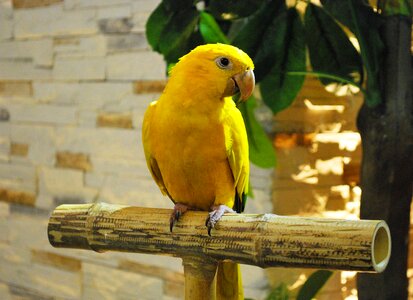 Sitting bird animal