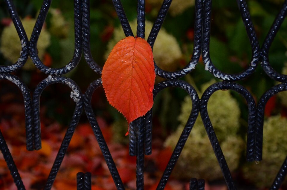 Green autumn fall leaves
