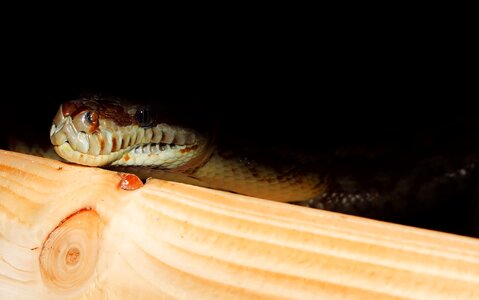 Constrictor reptile animal