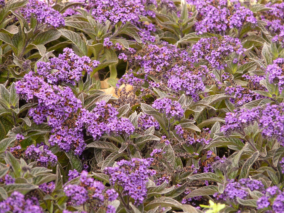 Bloom violet dark purple