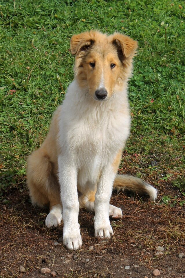 Pet canine cute