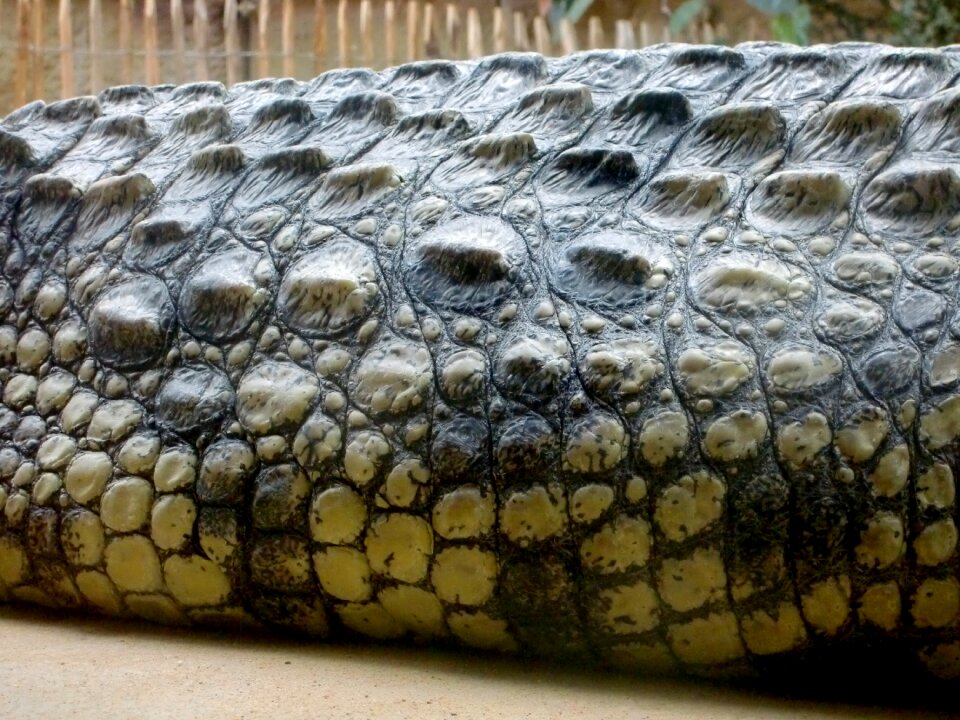 Reptile predator tooth
