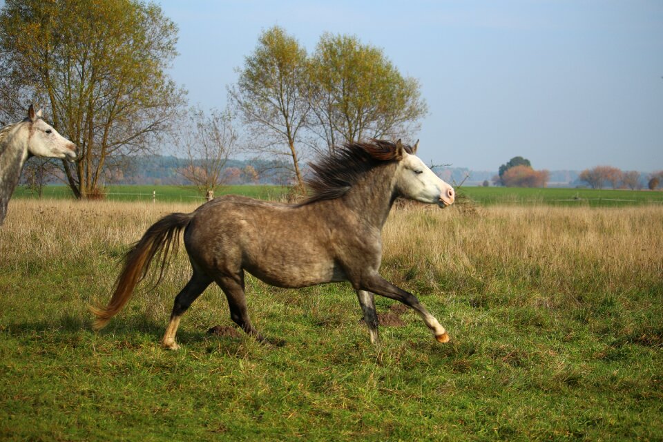 Gallop mold autumn