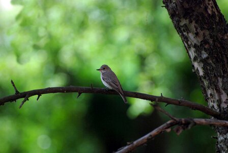 Green ornithology meadow photo