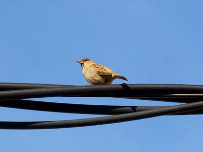 Sparrow cable sky photo