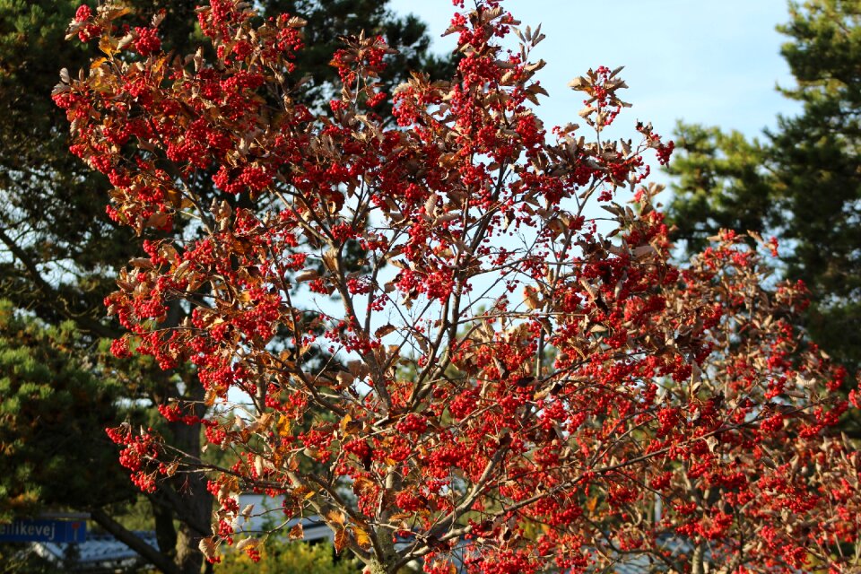 Nature red berry red