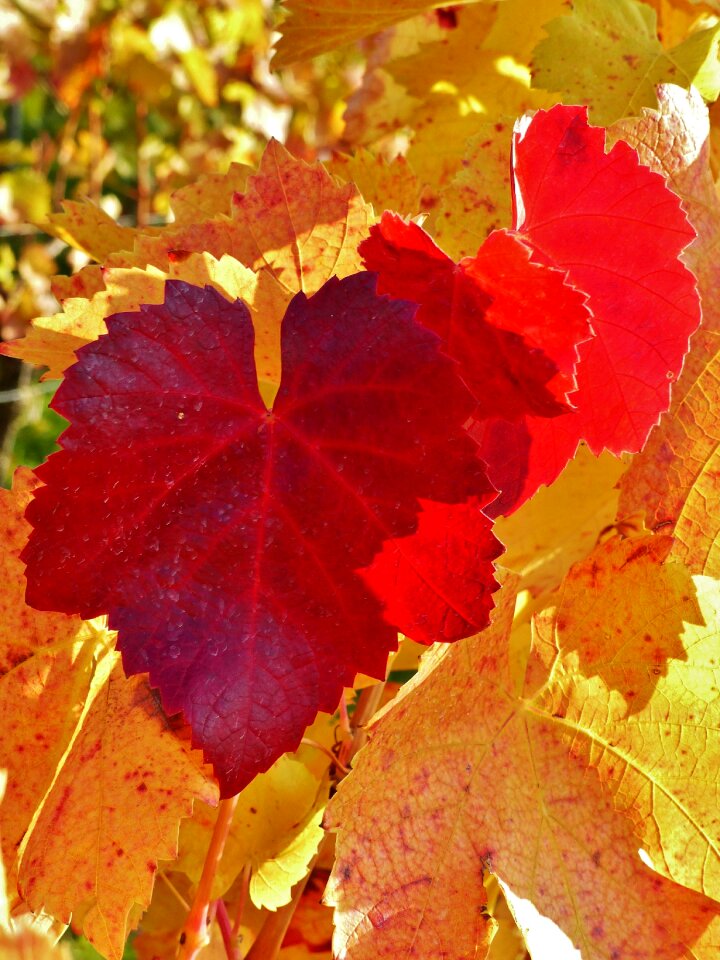 Golden autumn red fall color