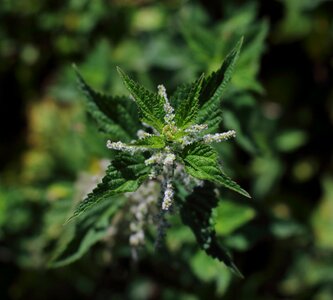 Estruga medicinal plant galicia