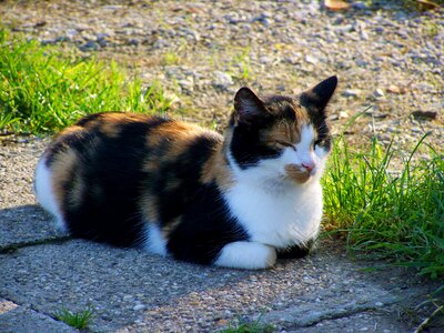 Multicolored cat pets black white and brown