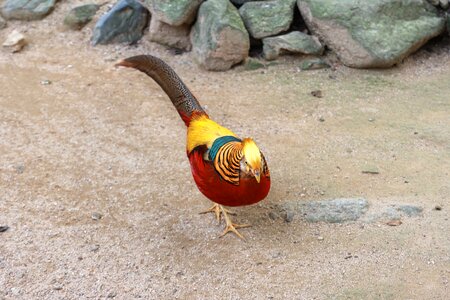 Bird animal nature