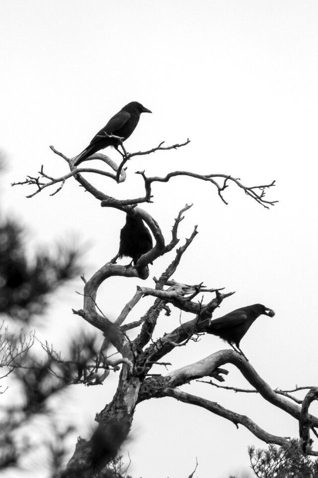 Black raven bird kahl