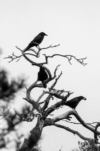 Black raven bird kahl photo