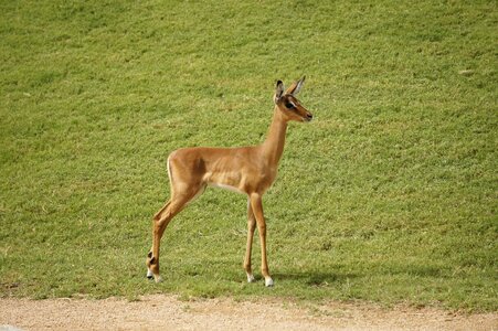 Animal mammal herbivorous