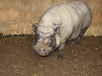 Nature happy pig pigsty photo