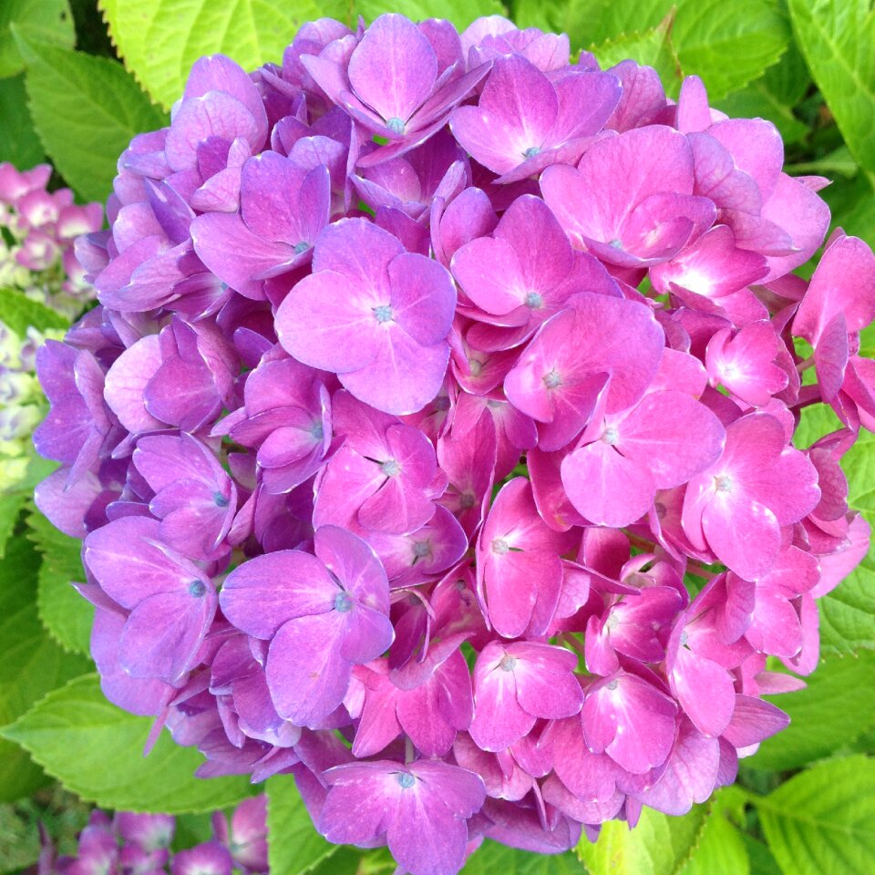 Bloom pink hydrangeas ball