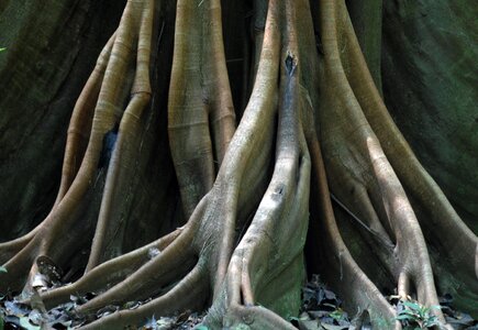 Root tree log