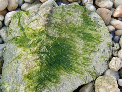 Green nature stones