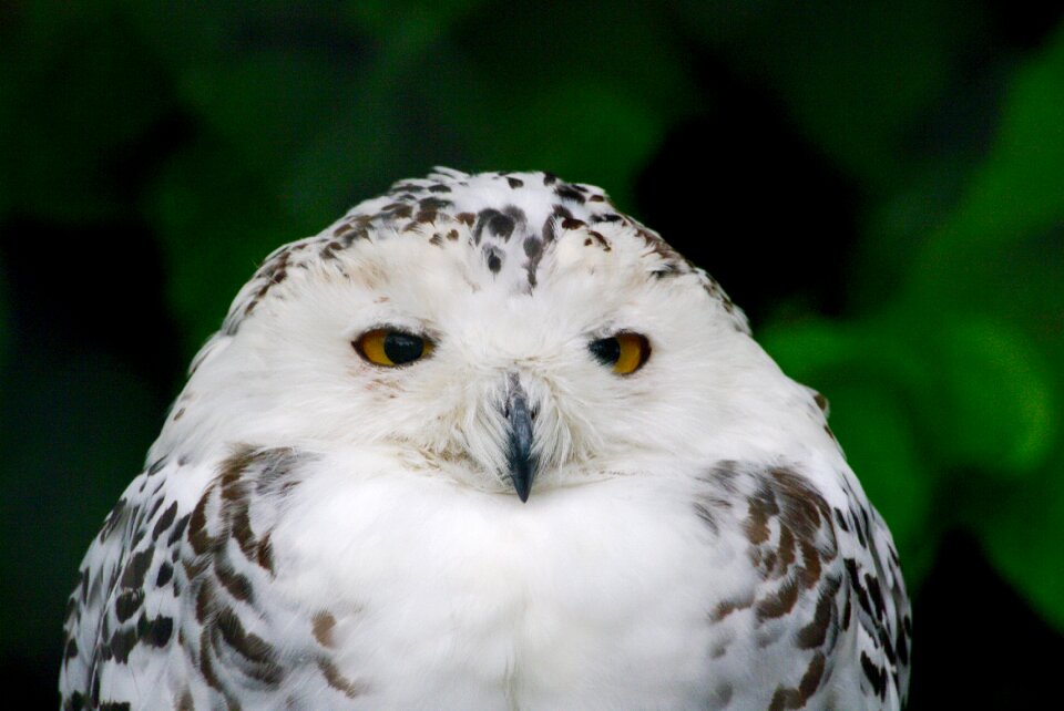 Wildlife park animal world night active