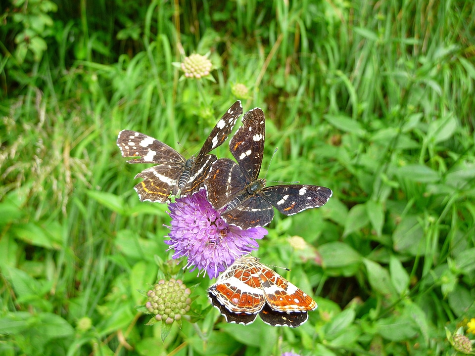 Insect pincushion flower nature