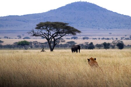 Stalk safari landscape