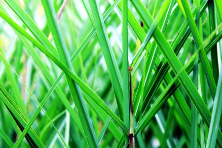 Blades of grass nature plant