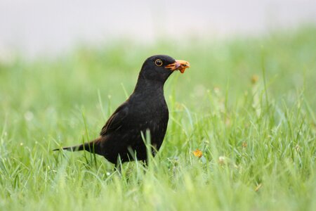 Kos bird worm