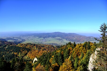 Poland tree top photo