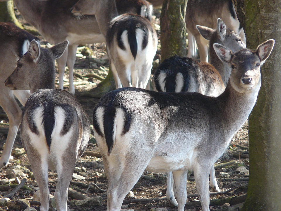 Wild animal world animals