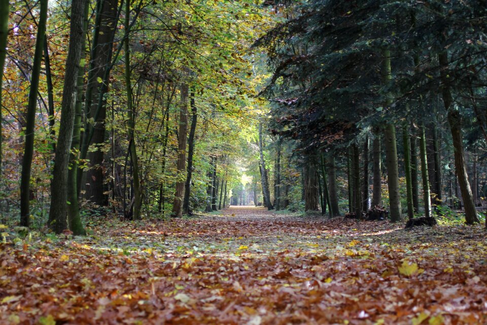 Colors veluwe forest