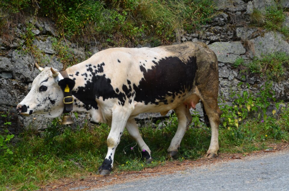 Road domestic animals