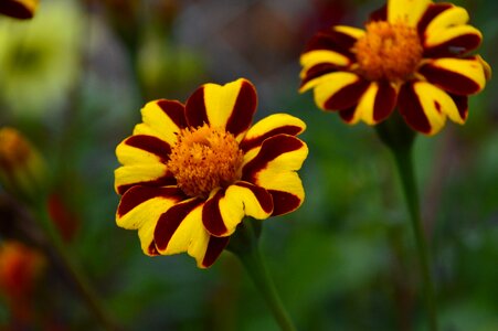 Marigold flower strips photo