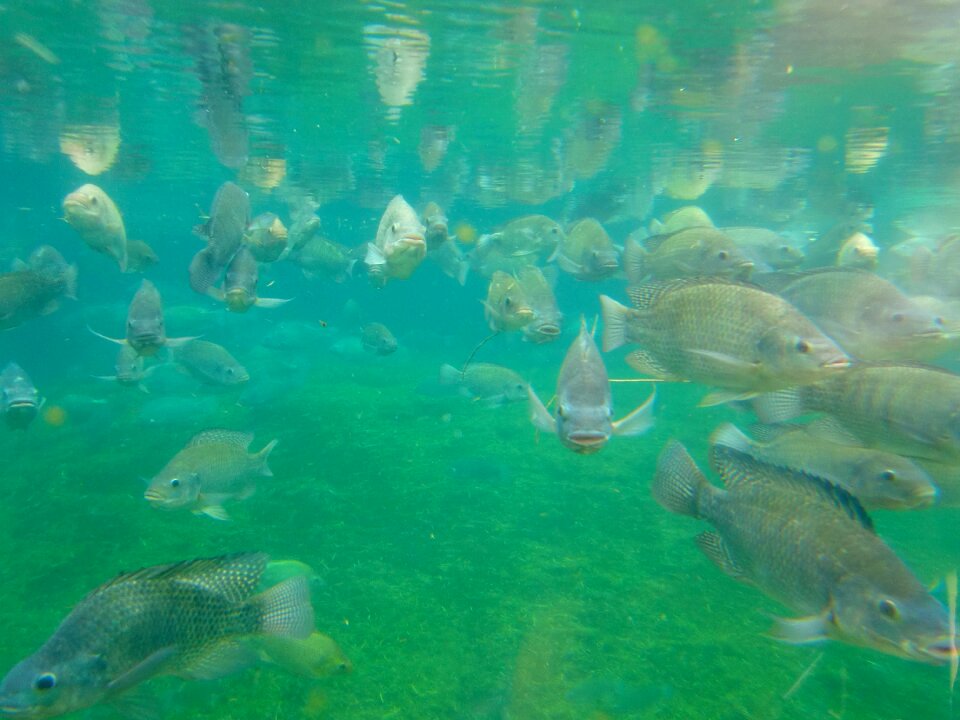 Underwater underwater world diving