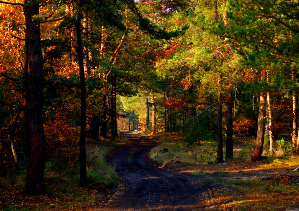Relaxation autumn autumn gold