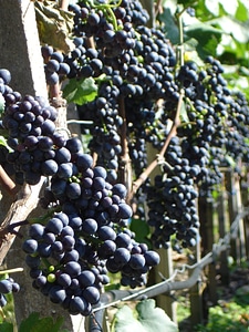 Cultivation vineyard vine