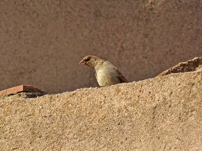 Sparrow roof bird