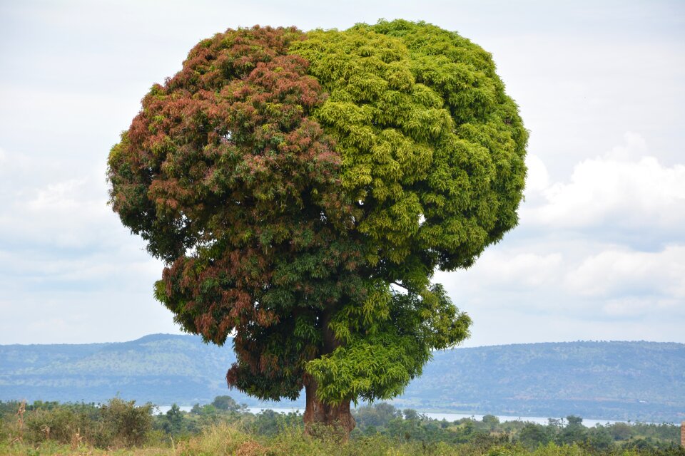 Travel tanzania tree