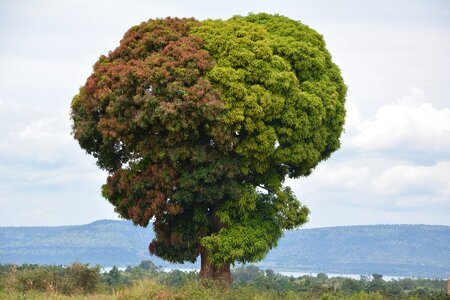 Travel tanzania tree