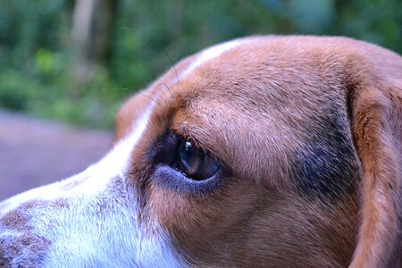 Dog beagle eye photo