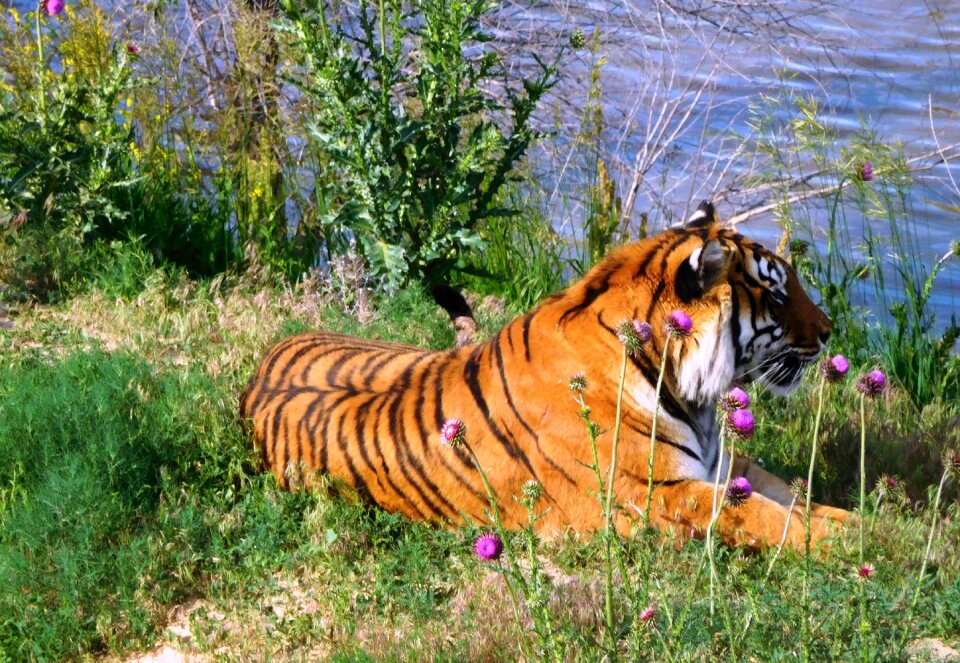 Wild life cat animal