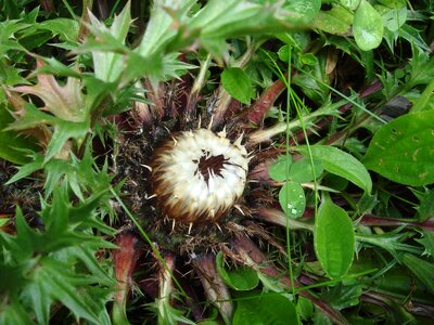 Wild flower alpine thistle prickly