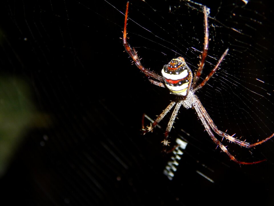 Nature spiderweb black