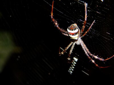 Nature spiderweb black photo