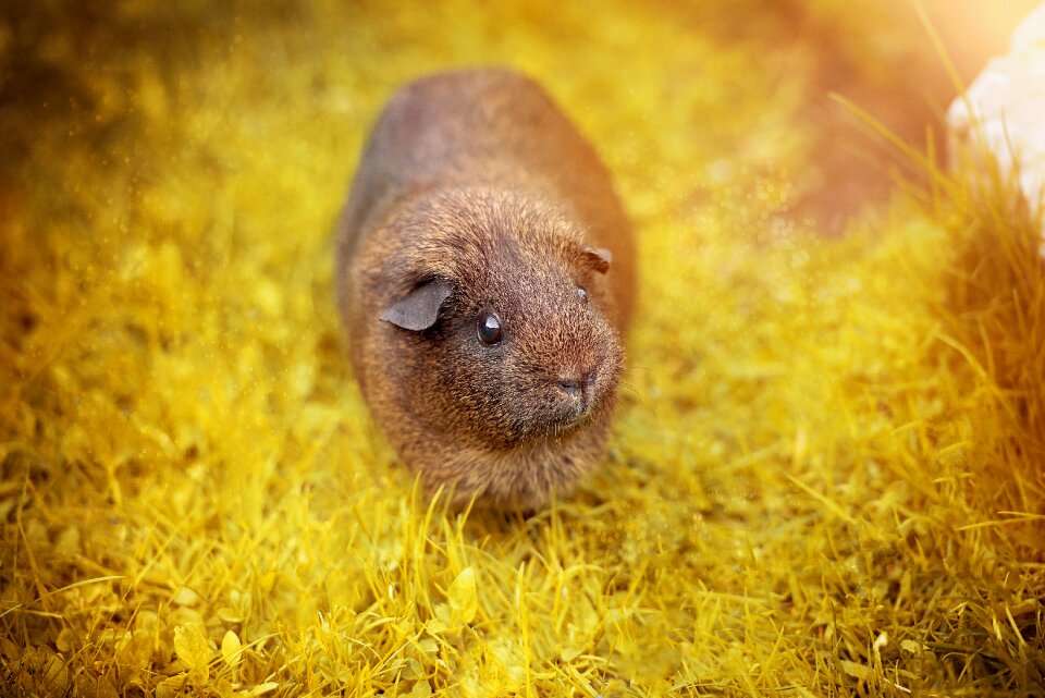 Agouti black buff-agouti rodent