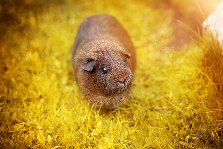 Agouti black buff-agouti rodent