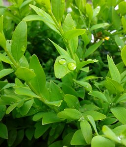 Plant drop of water leaves photo