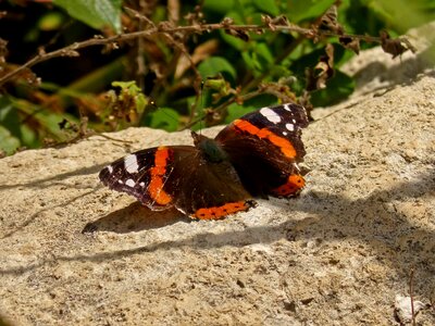 Beauty rock wings photo