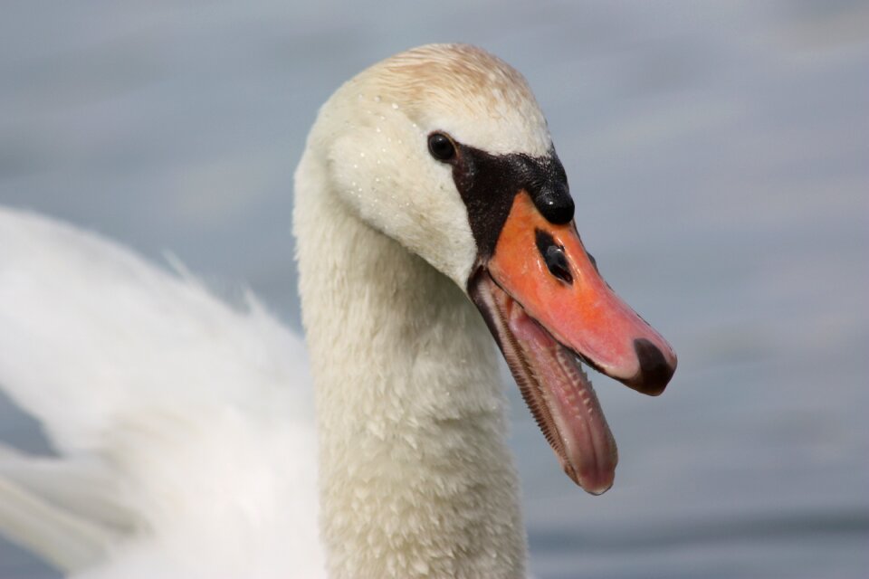Water bird wild birds nature